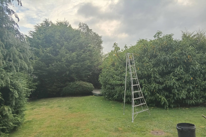 Rosewood Tree & Garden Services step ladder pruning hedge