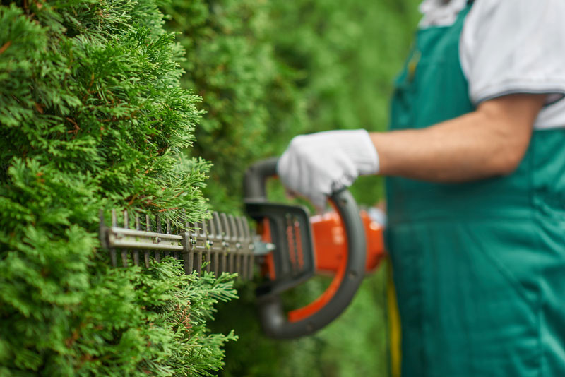 Rosewood Tree & Garden Services hedge care
