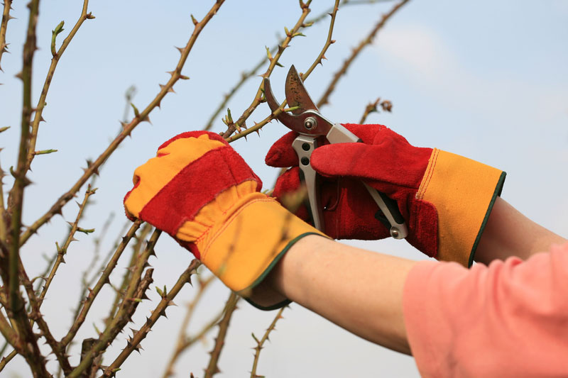 Rosewood Tree & Garden Services plant care