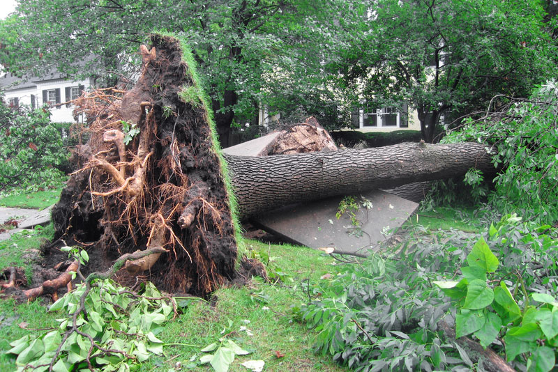 Rosewood Tree & Garden Services storm damage garden