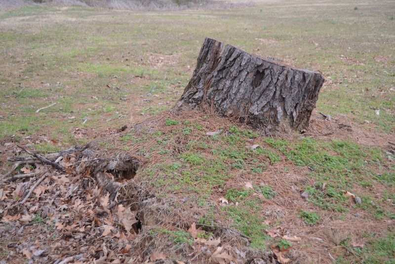 Rosewood Tree & Garden Services stump removal
