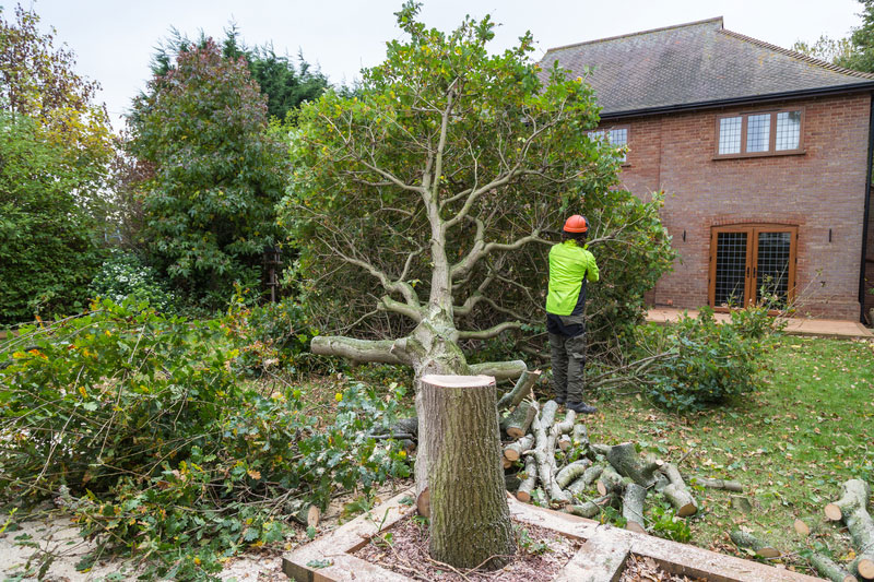 Rosewood Tree & Garden Services tree felling
