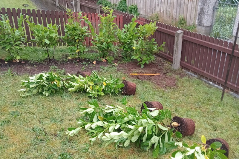 Rosewood Tree & Garden Services tree planting