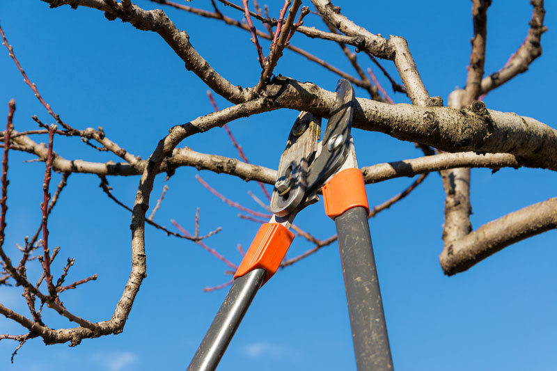 Rosewood Tree & Garden Services tree pruning clippers